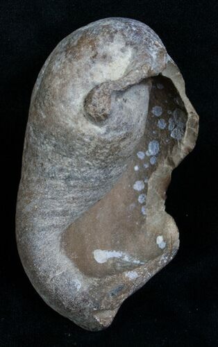 Tall Fossil Whale Ear Bone - Venice Florida #6085